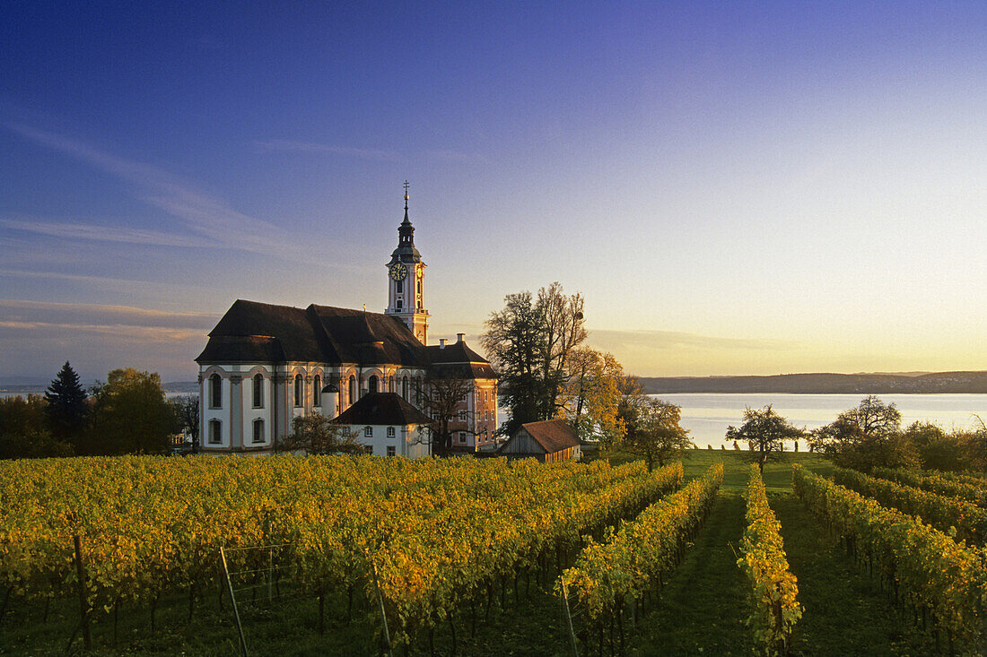 Vineyard with pilgrimage church Birnau, Unteruhldingen, Baden Wurttemberg, Germany