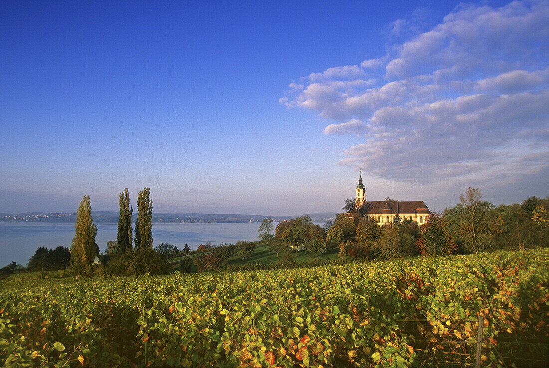 View over vineyards at pilgrimage church of Birnau abbey, Lake Constance, Baden Wurttemberg, Germany