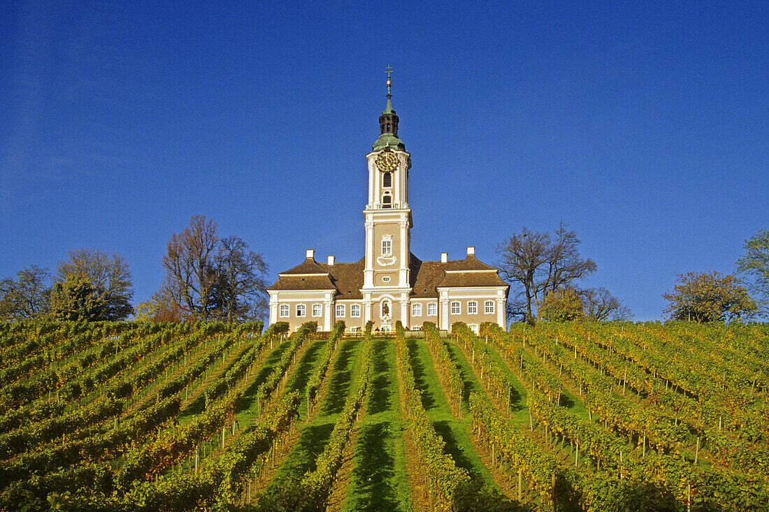 Vineyard with pilgrimage church Birnau, Unteruhldingen, Baden Wurttemberg, Germany