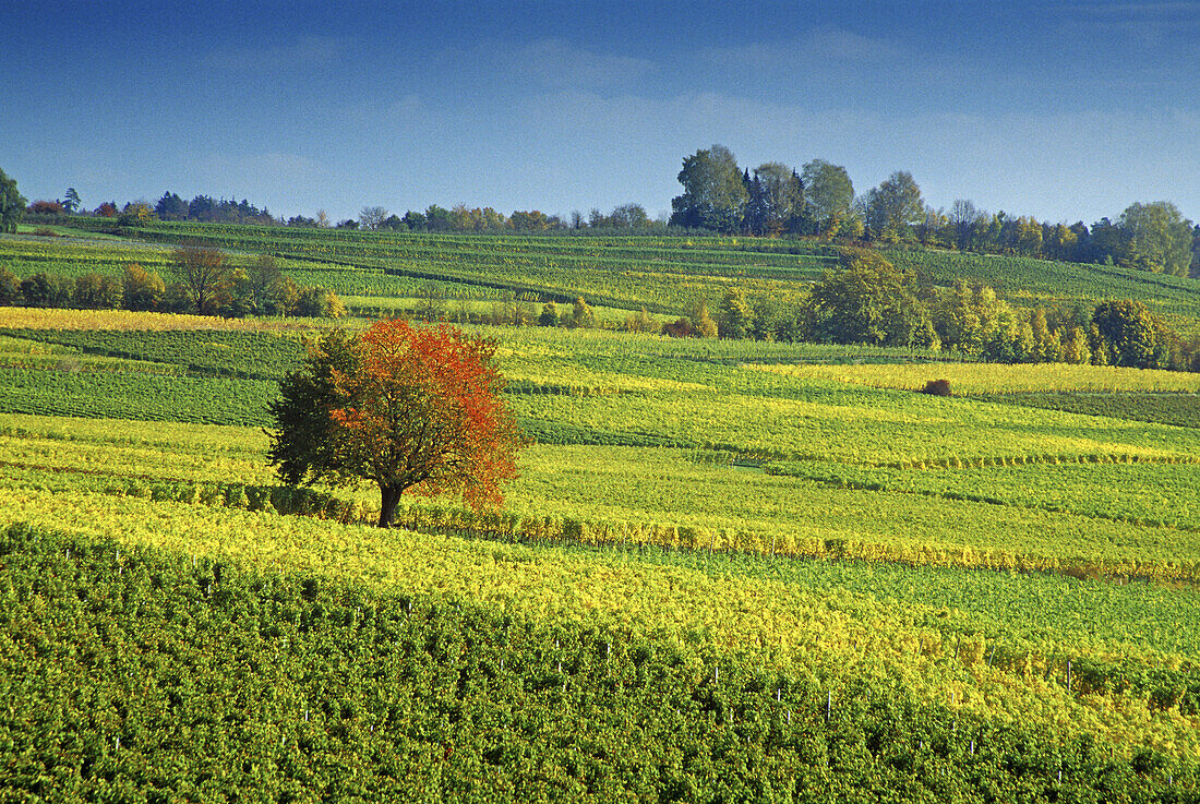 Kirschbaum inmitten Weinfeldern, Baden-Württemberg, Deutschland