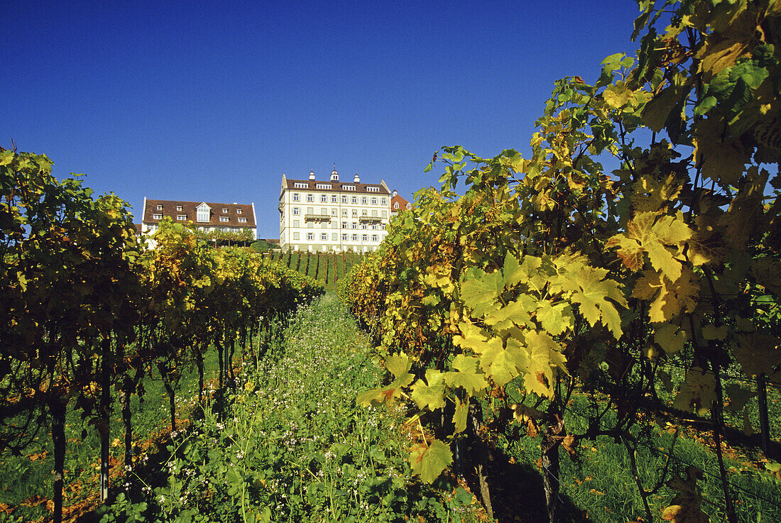 Weinreben vor Schloss Kirchberg unter blauem Himmel, Baden-Württemberg, Deutschland