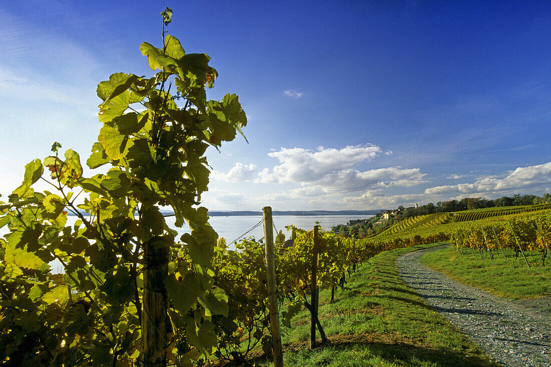 Vineyard at Lake Constance, Meersburg, Baden-Wurttemberg, Germany