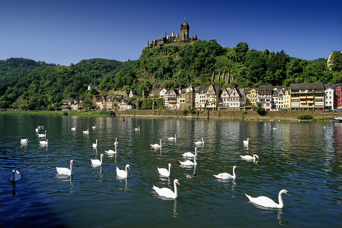 Swans on river Moselle, Reichsburg in background, Cochem, Rhineland-Palatinate, Germany