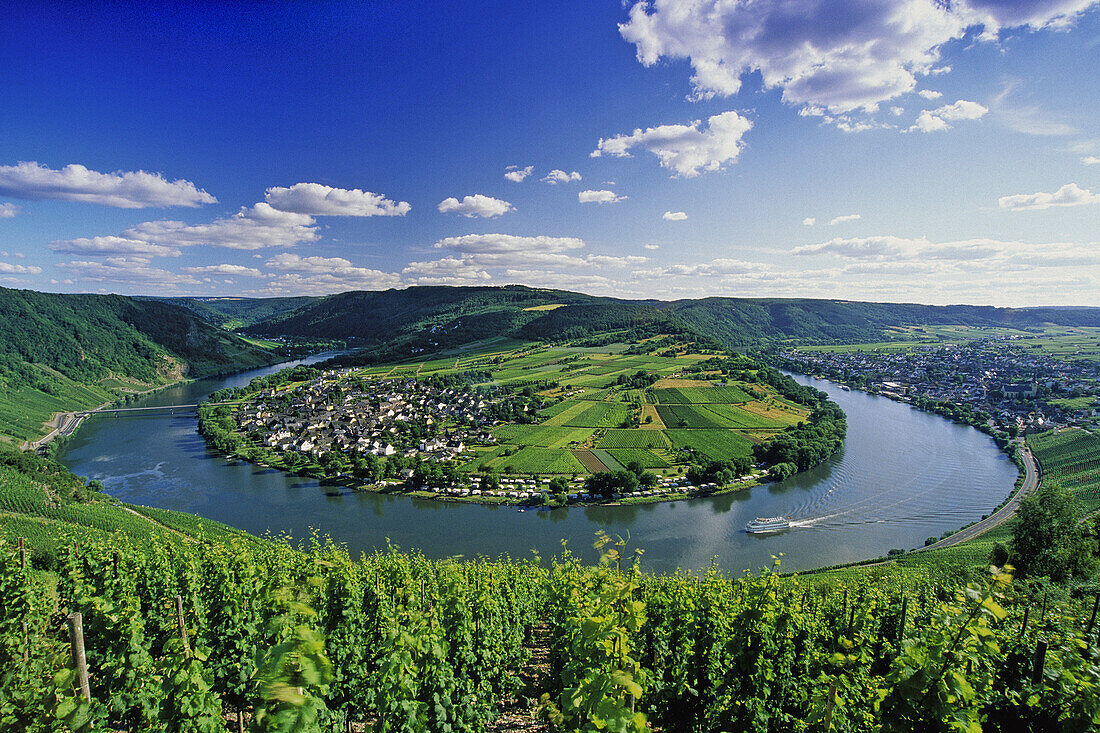 Vineyards near meander of river Moselle, Kroev, Rhineland-Palatinate, Germany