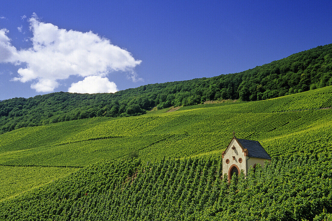 Vineyard with chapel, Kroev, Rhineland-Palatinate, Germany