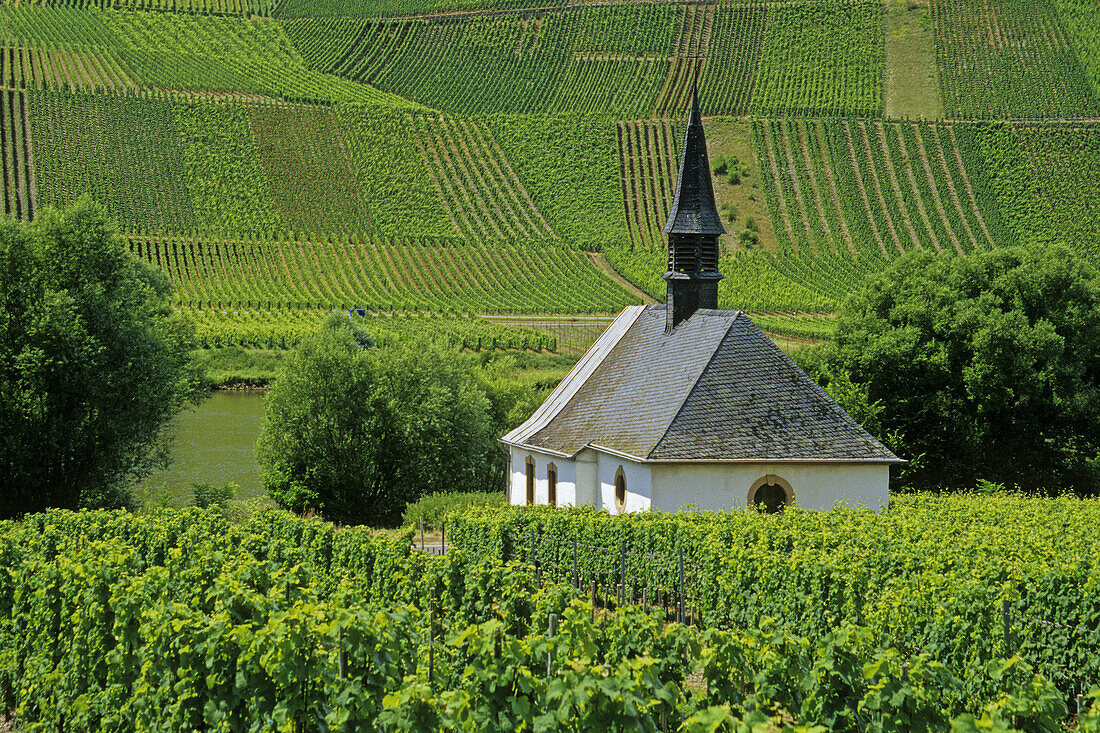 Weinberg mit Märtyrerkapelle, Neumagen, Rheinland-Pfalz, Deutschland