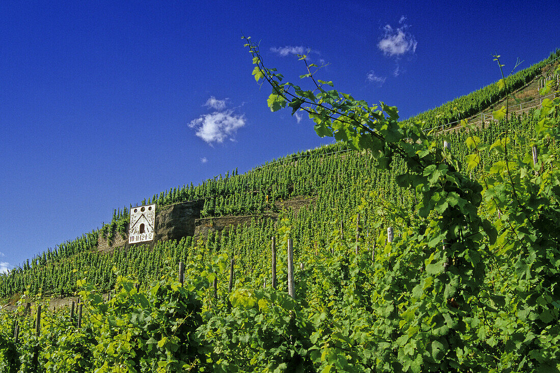 Vineyard with sundial, Zeltingen-Rachting, Rhineland-Palatinate, Germany