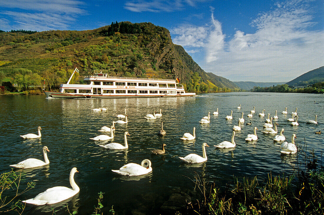 Swans and an excursion boat on the river in the sunlight, Mosel, Rhineland-Palatinate, Germany