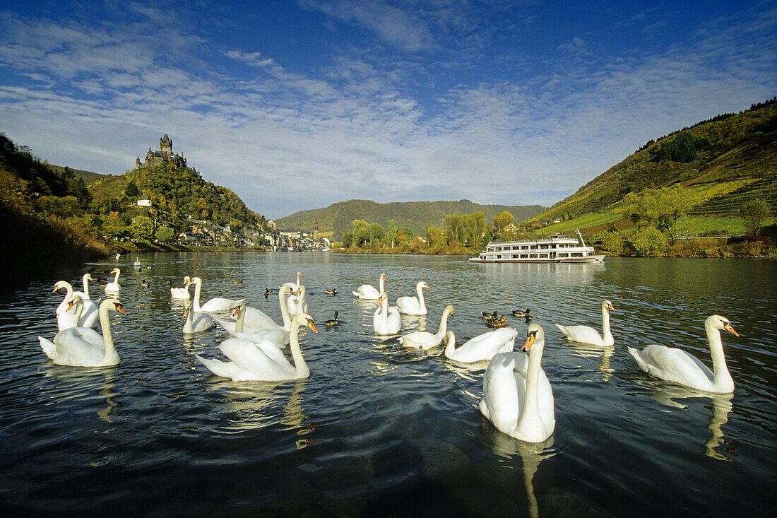 Swans and excursion ship on river Moselle, Reichsburg near Cochem, Rhineland-Palatinate, Germany
