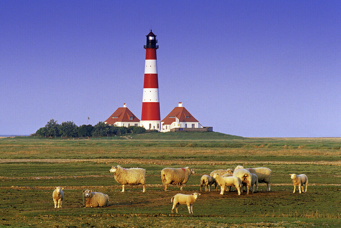 Schafe vor dem Leuchtturm Westerhever, Halbinsel Eiderstedt, Nordfriesland, Schleswig-Holstein, Deutschland