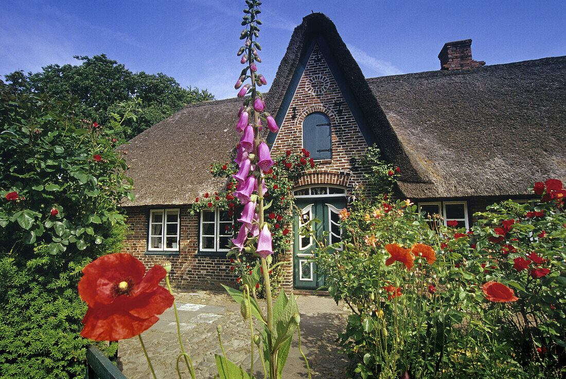 Typical house with thatched roof and flower garden at Keitum, Sylt island, North Friesland, Schleswig-Holstein, Germany