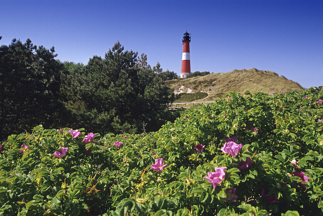 Dog roses and lighthouse under blue sky, Hoernum, Sylt island, North Friesland, Schleswig-Holstein, Germany