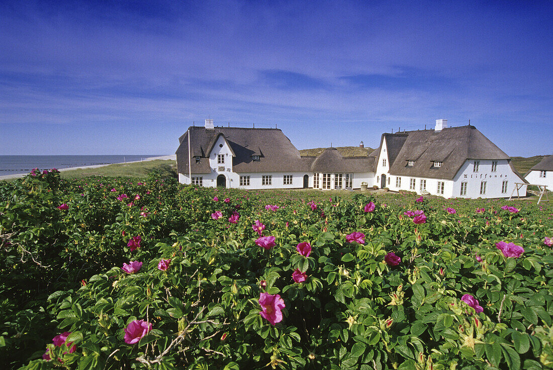 Dog roses and house Kliffende in the sunlight, Kampen, Sylt island, North Friesland, North Sea, Schleswig-Holstein, Germany