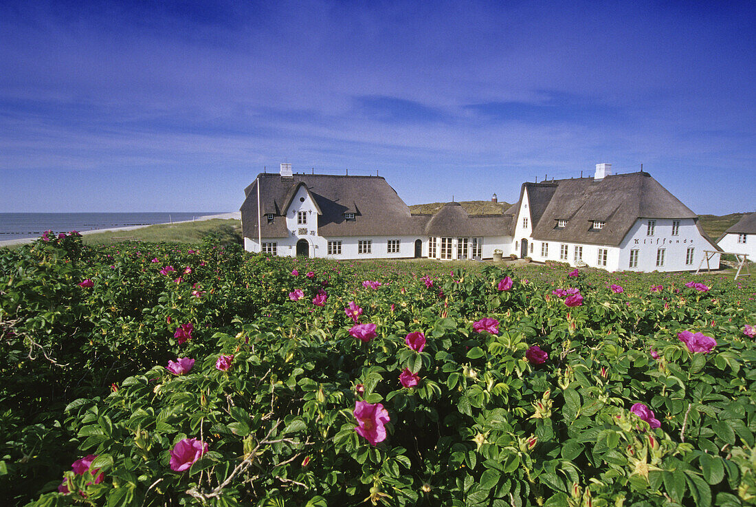 Heckenrosen und Haus Kliffende im Sonnenlicht, Kampen, Insel Sylt, Nordfriesland, Nordsee, Schleswig-Holstein, Deutschland