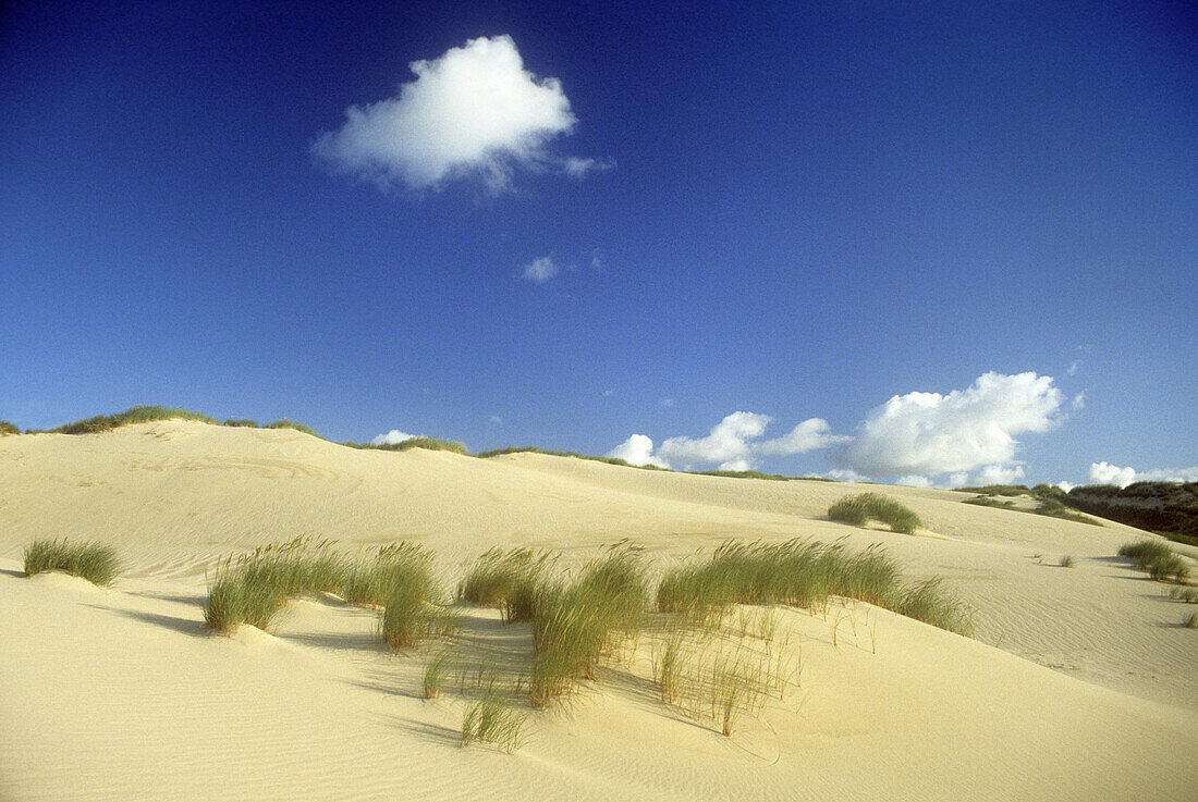 Deserted dunes under blue sky, Sylt island, North Friesland, Schleswig-Holstein, Germany