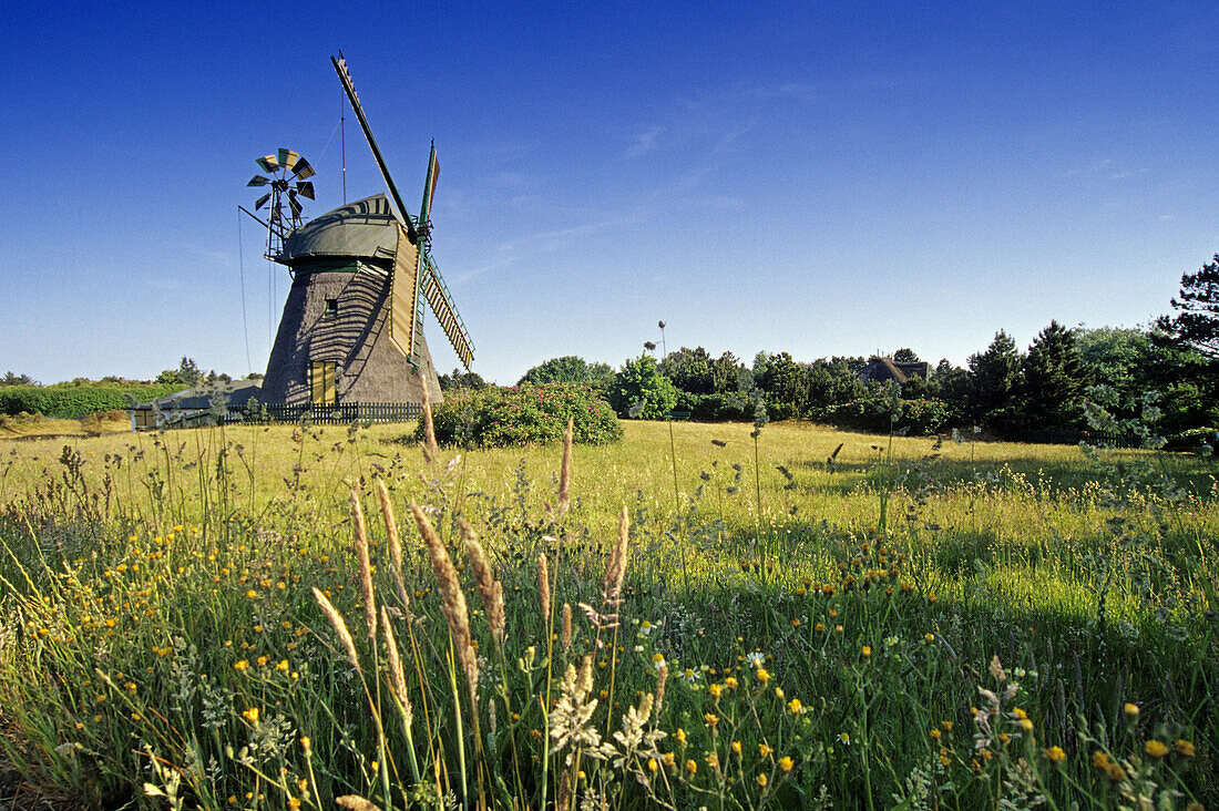 Windmill near Nebel, Amrum island, Schleswig-Holstein, Germany