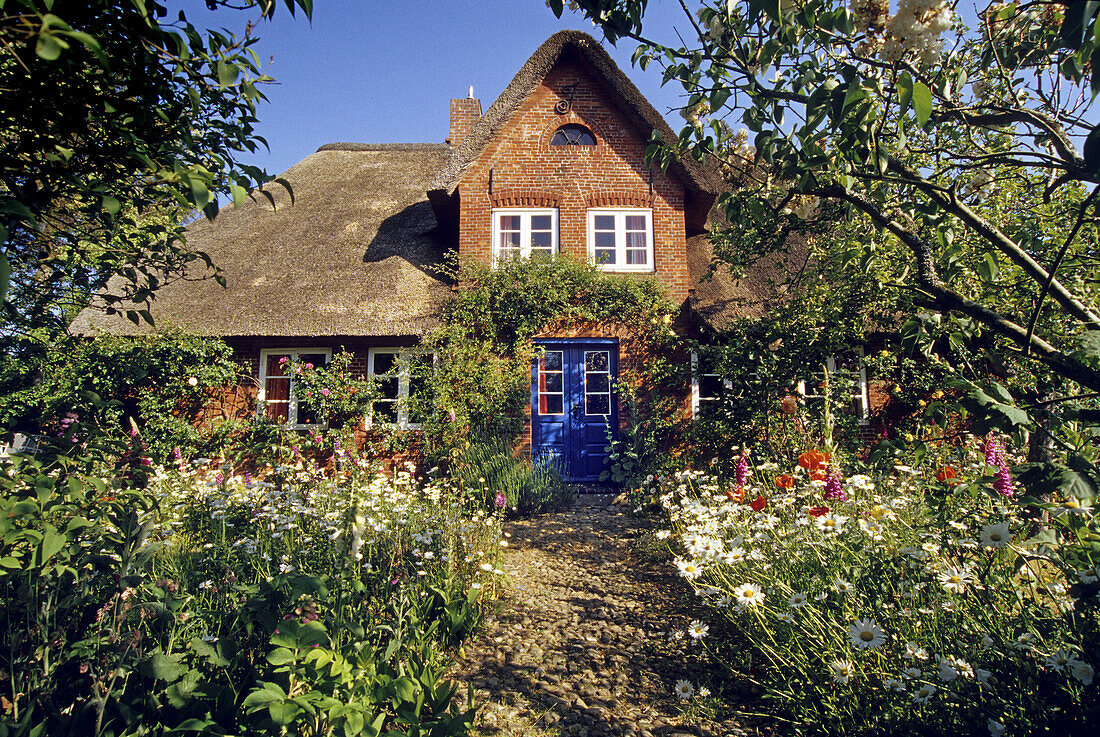 Typical thatched house with flower garden at Nebel, Amrum island, North Friesland, Schleswig-Holstein, Germany