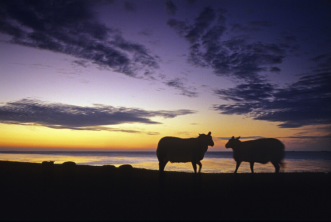 Schafe auf dem Deich bei Sonnenuntergang, Insel Pellworm, Nordfriesland, Nordsee, Schleswig-Holstein, Deutschland