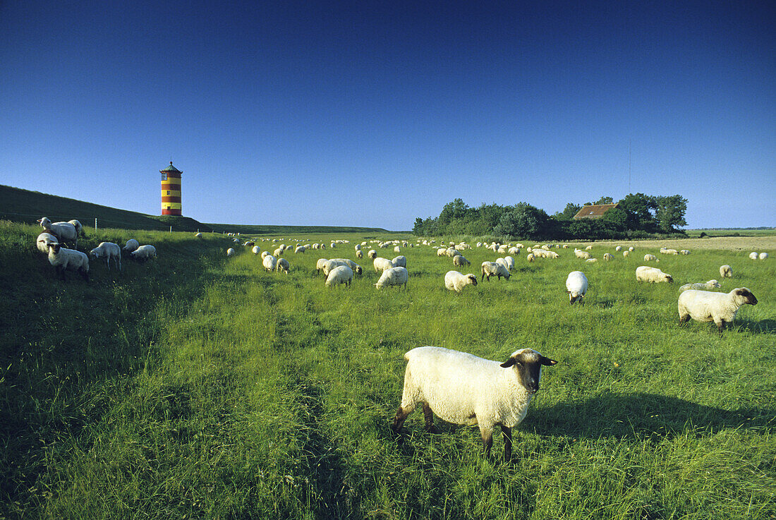 Lighthouse and sheep out at feed, East Friesland, Lower Saxony, Germany
