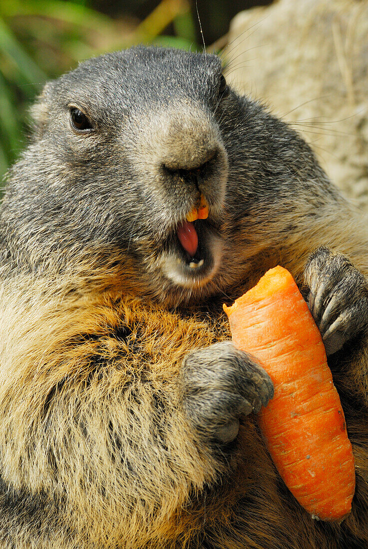 Murmeltier nagt an einer Karotte, Murmel, Alpenmurmeltier, Marmota marmota