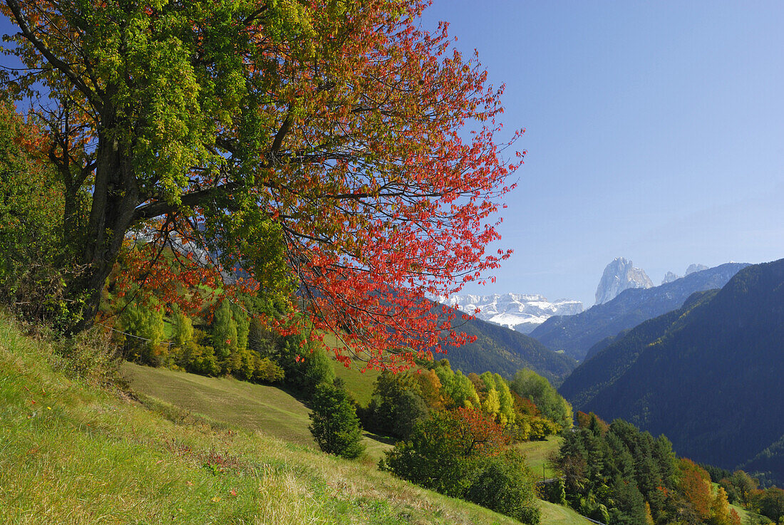 Grödnertal im Herbst mit Sellagruppe und Langkofel, Dolomiten, Südtirol, Italien