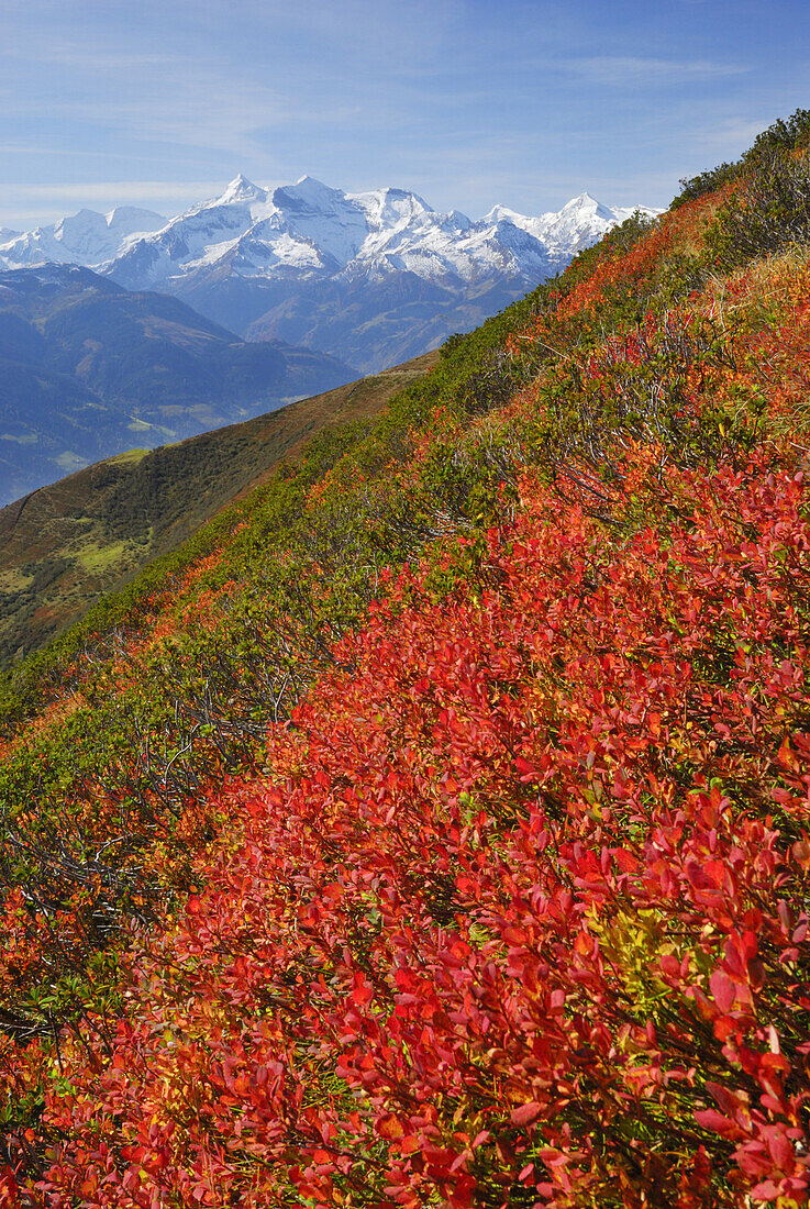 Huckleberry in autumn, Hohe Tauern range in background, Salzburg Slate Alps, Salzburg, Austria