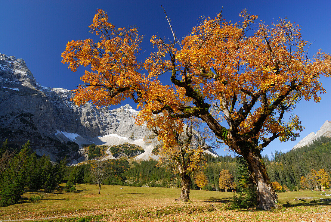 Herbstlich verfärbter Ahorn mit Blick zur Birkkarspitze, Kleiner Ahornboden, Karwendel, Tirol, Österreich