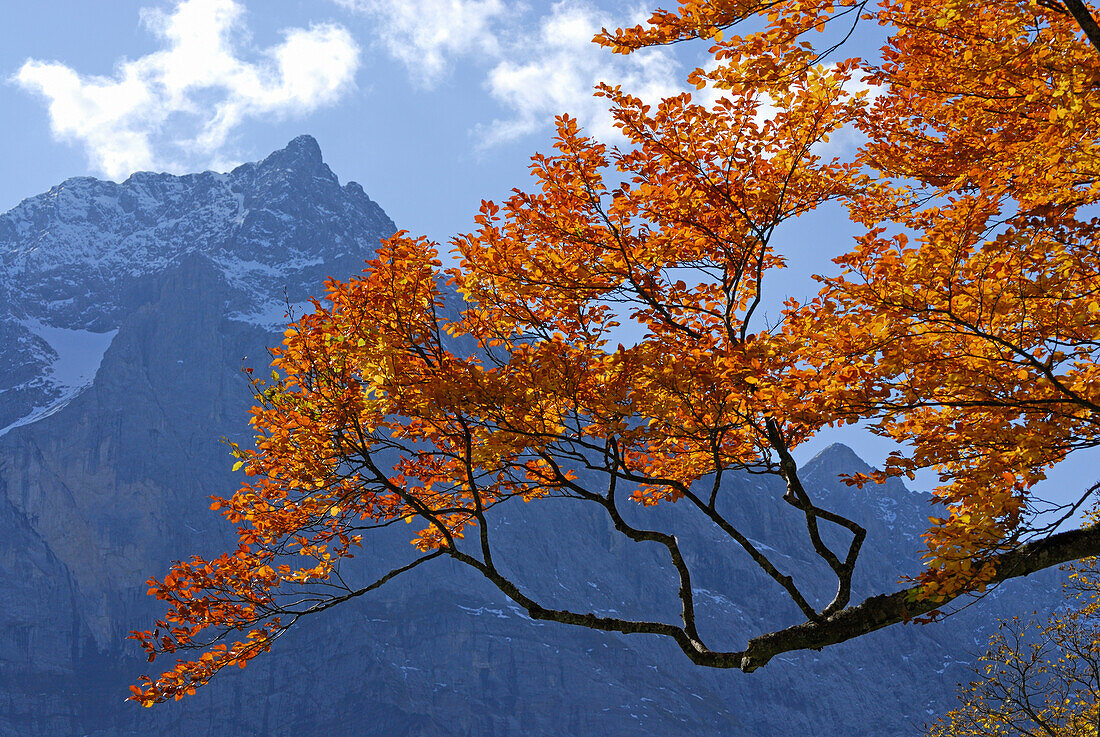 Beech in autumn colours with view to Spritzkarspitze, Grosser Ahornboden, Karwendel, Tyrol, Austria