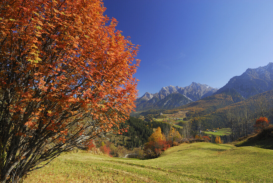 Mountain ash in autumn colors, Piz Lischana and Piz San Jon in background, Lower Engadin, Engadin, Grisons, Switzerland