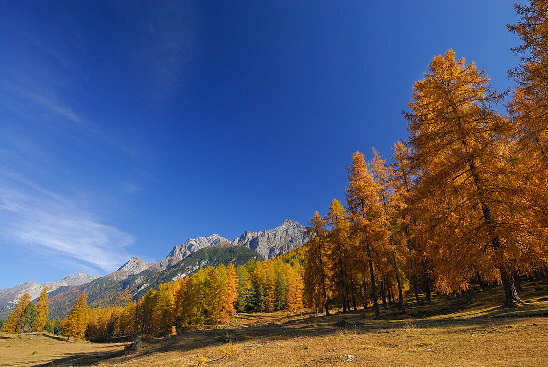Herbstlich verfärbte Lärchen mit Blick auf Piz Lischana und Piz San Jon, Unterengadin, Engadin, Graubünden, Schweiz