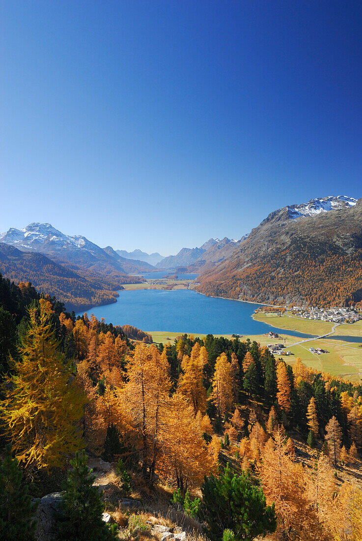Herbstlich verfärbte Lärchen über Silvaplaner See und Silser See mit Piz da la Margna, Oberengadin, Engadin, Graubünden, Schweiz