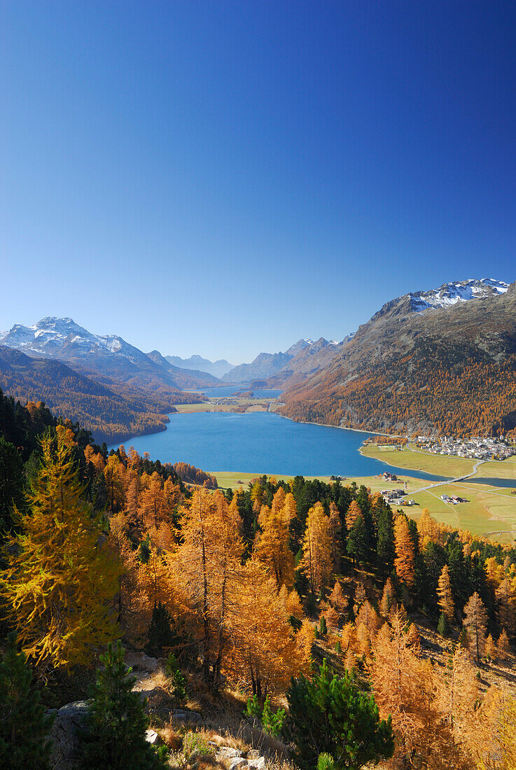 Larches in autumn colours above lake Silvaplaner See and lake Silser See with Piz da la Margna, Oberengadin, Engadin, Grisons, Switzerland