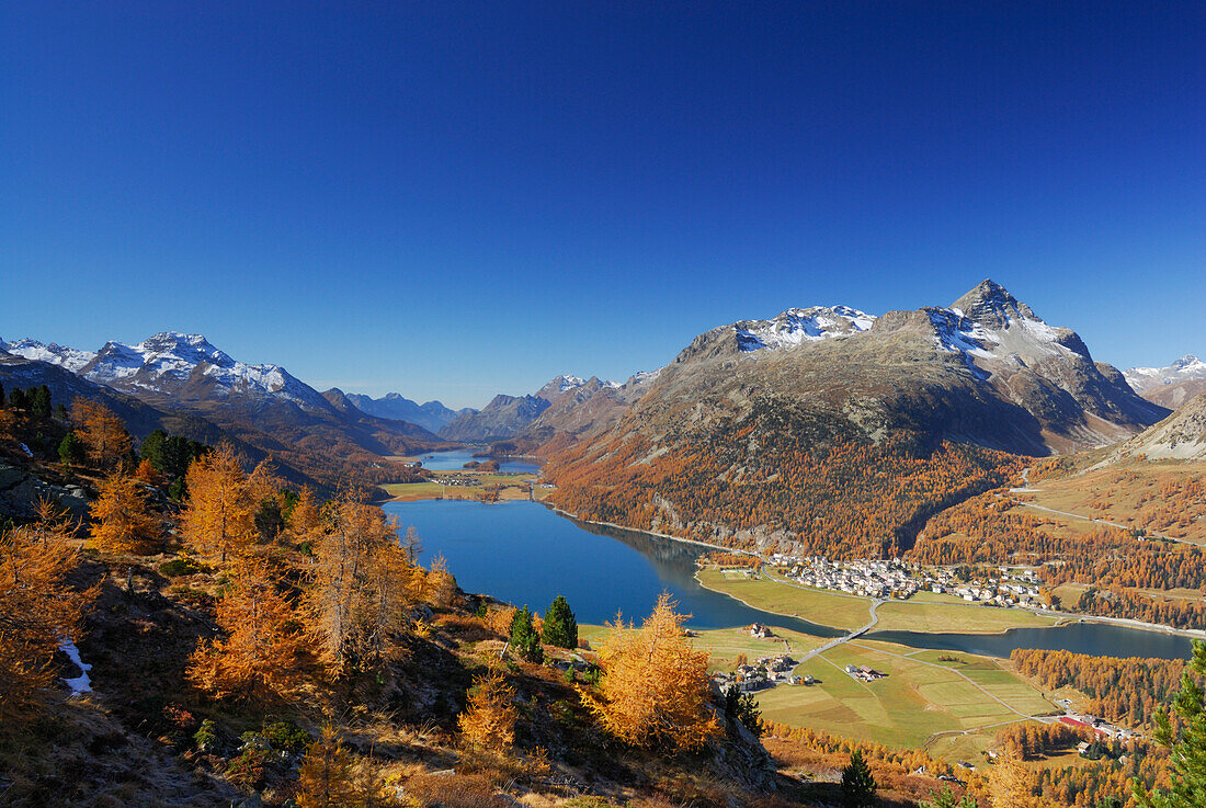 Herbstlich verfärbte Lärchen über Silvaplaner See und Silser See mit Piz da la Margna und Piz Lagrev, Oberengadin, Engadin, Graubünden, Schweiz