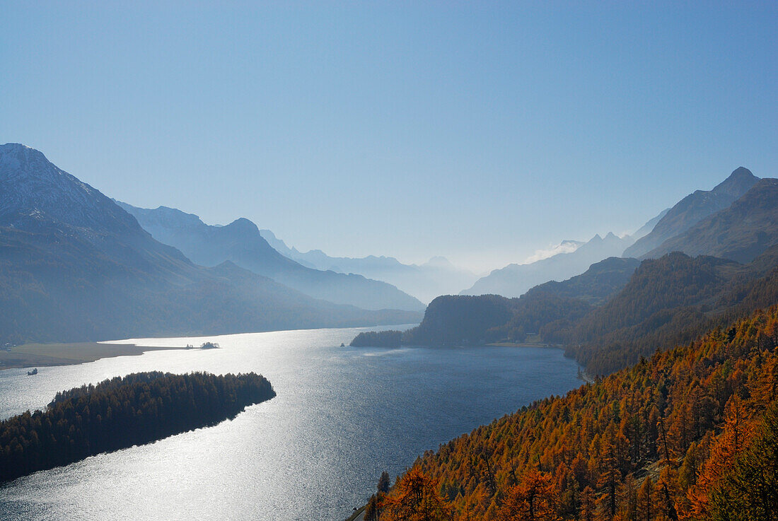Blick auf Silser See mit herbstlich verfärbten Lärchen, Oberengadin, Engadin, Graubünden, Schweiz