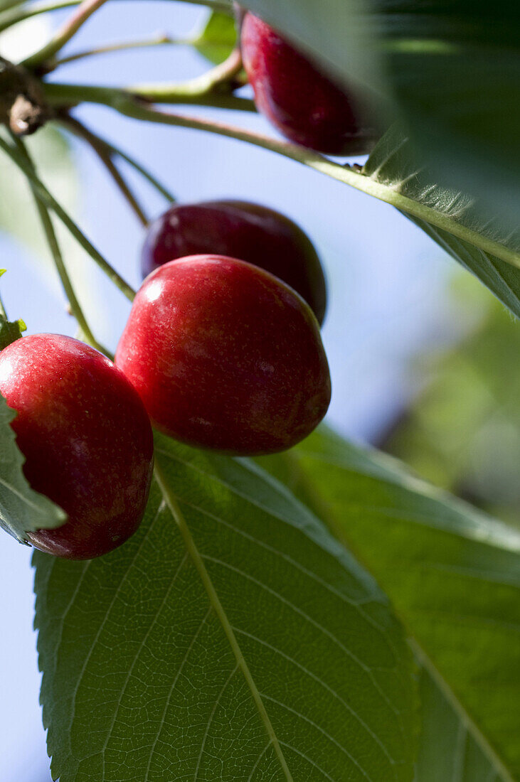 Cherries, Ohningen-Schienen, Baden-Wurttemberg, Germany