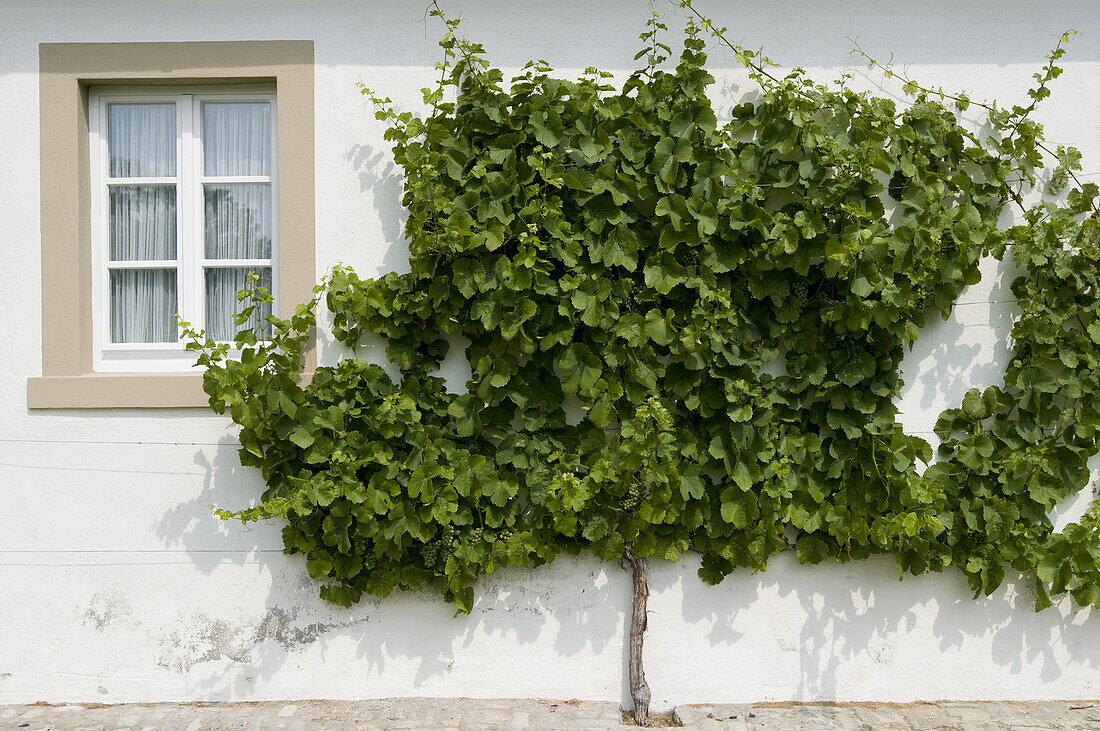 Vine at facade, Iphofen, Franconia, Bavaria, Germany