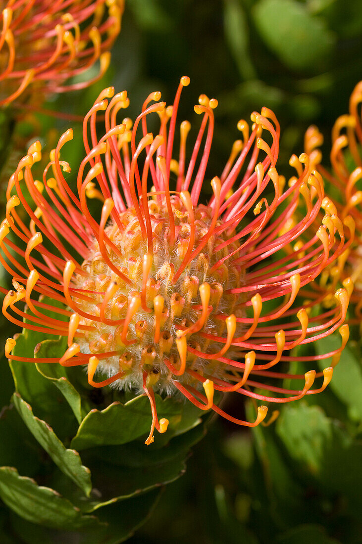 Nahaufnahme einer Blume im Grootbos Naturschutzgebiet, Gansbaai, Südafrika, Afrika