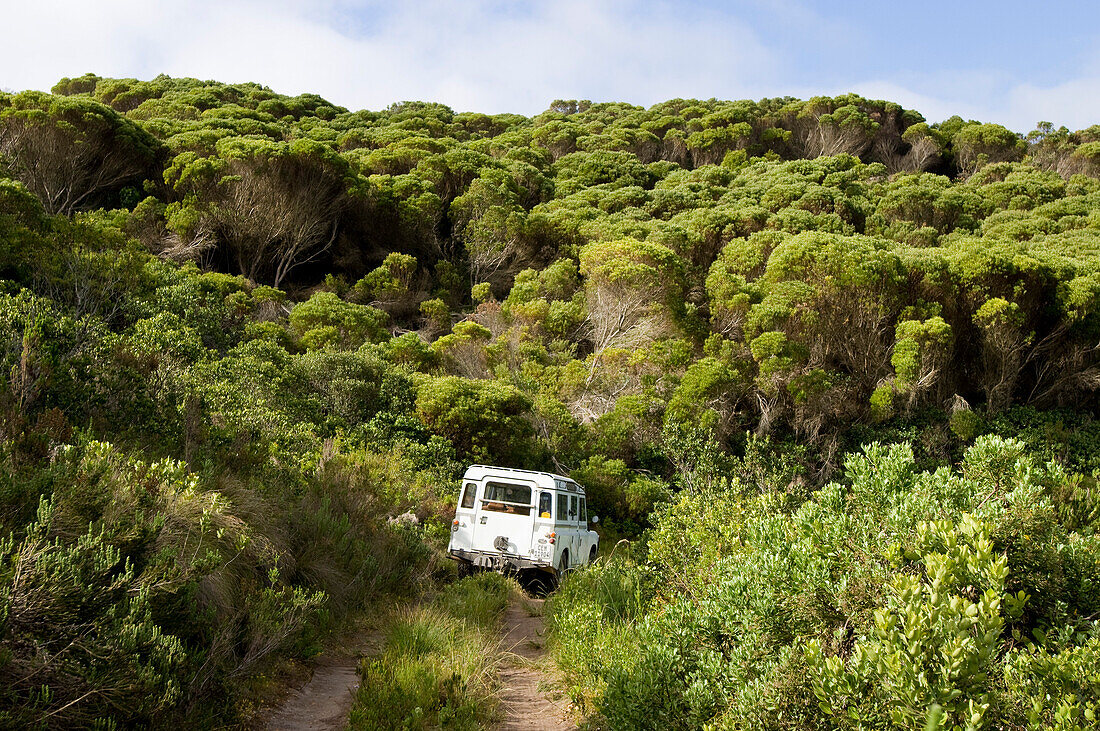 Ein Auto fährt auf einem zugewachsenen Weg durch grüne Landschaft, Grootbos Naturschutzgebiet, Gansbaai, Südafrika, Afrika