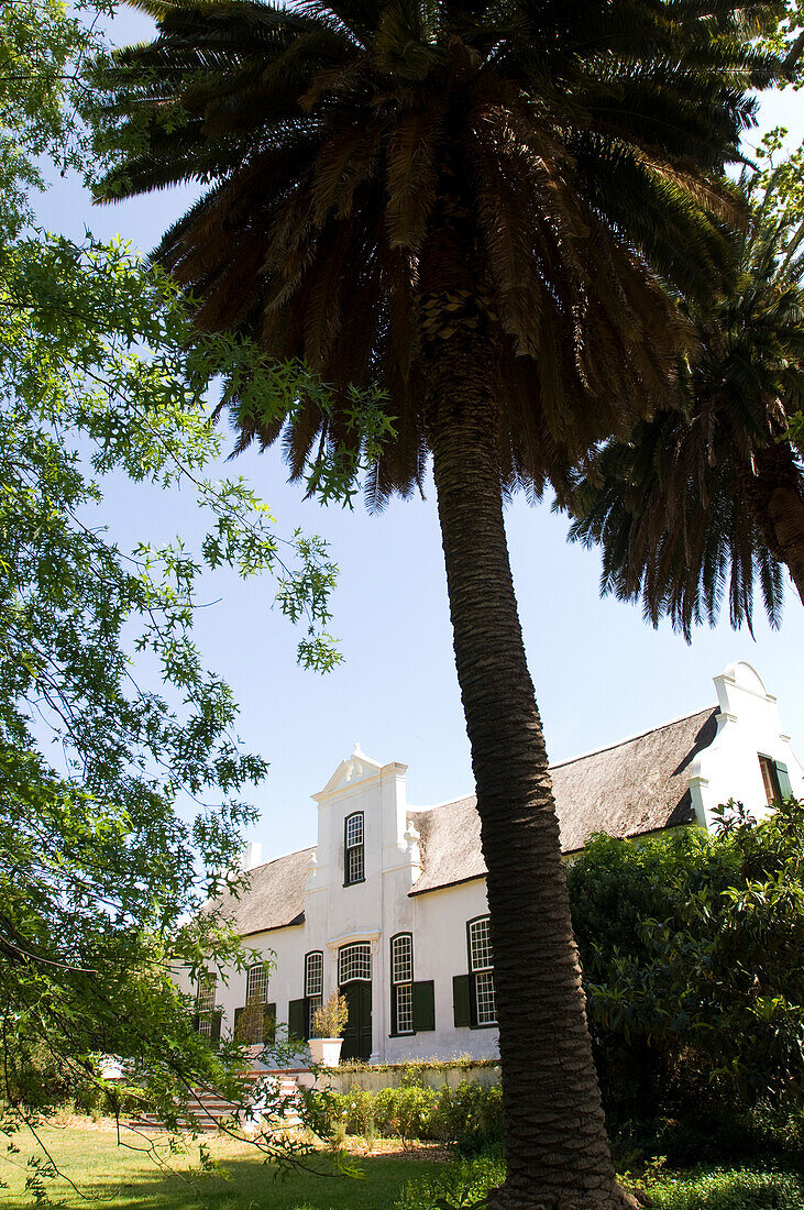 House behind palm tree in the sunlight, Buitenverwachting, Constantia, Cape Town, South Africa, Africa