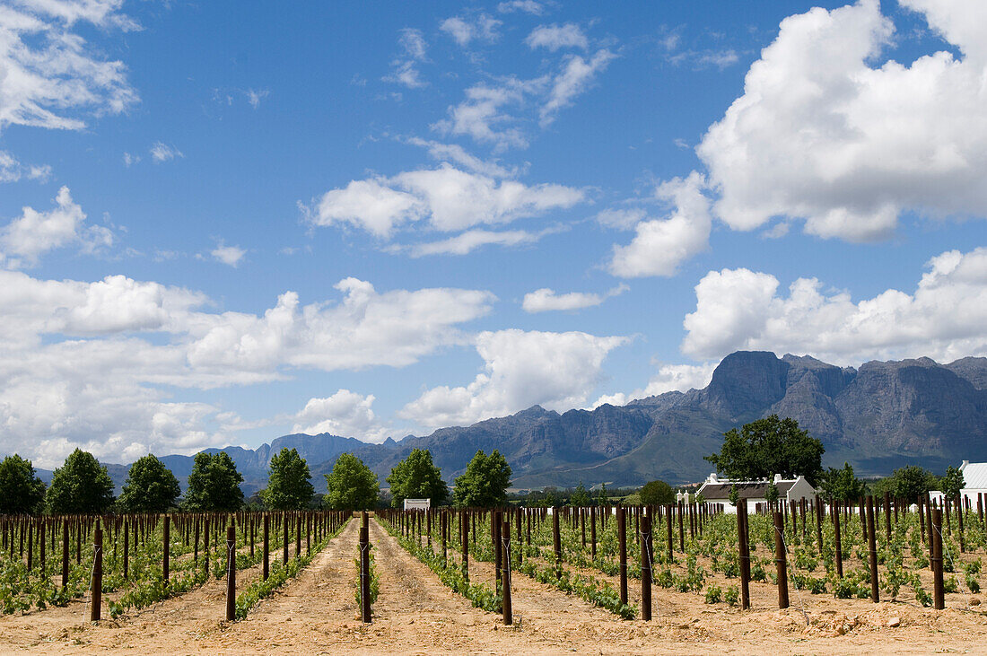 Vines under blue sky, vineyard Fredericksburg, Franschhoek Valley, South Africa, Africa