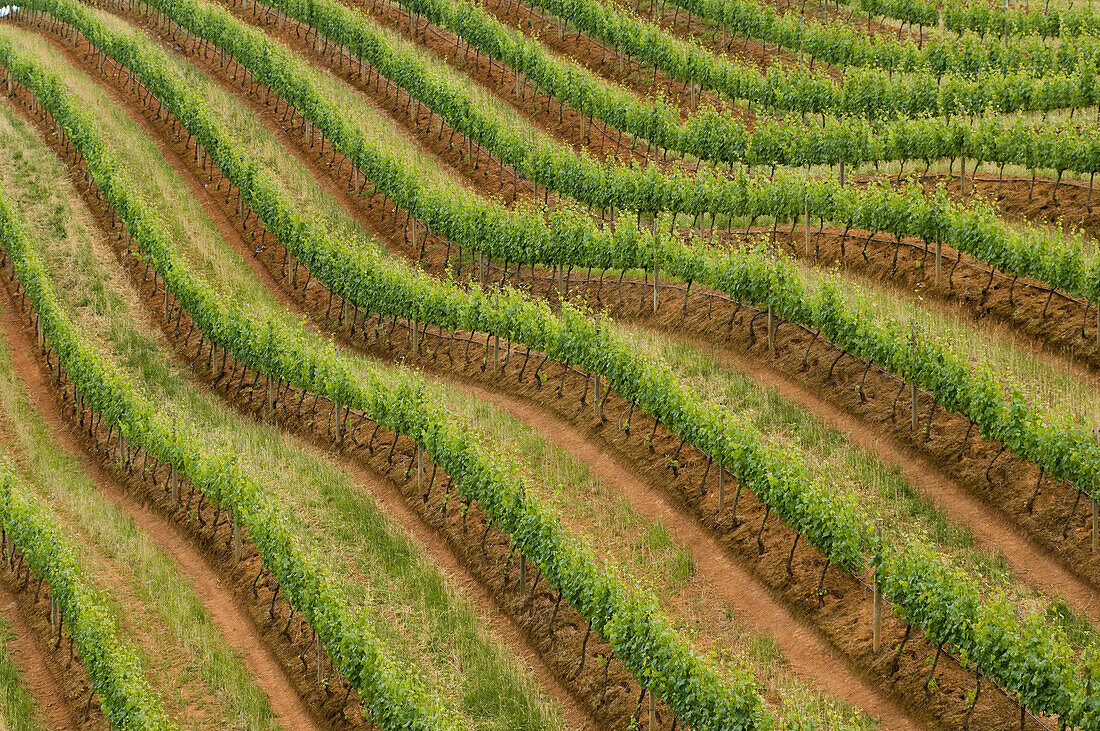 View at vines on the vineyard Tokara, Helshoogte Pass, Simonsberg Mountains, South Africa, Africa