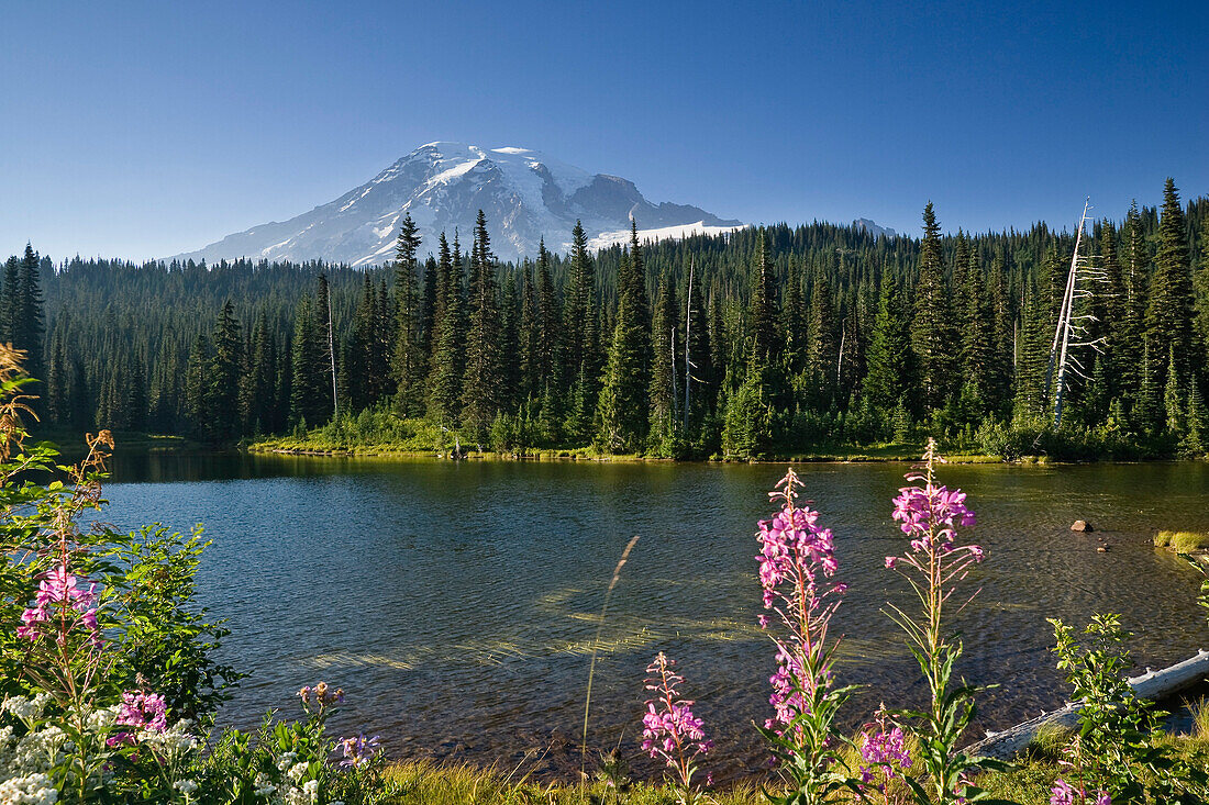 The idyllic Reflection Lake with Mount Rainier under blue sky, Mount Rainier Nationalpark, Washington, USA