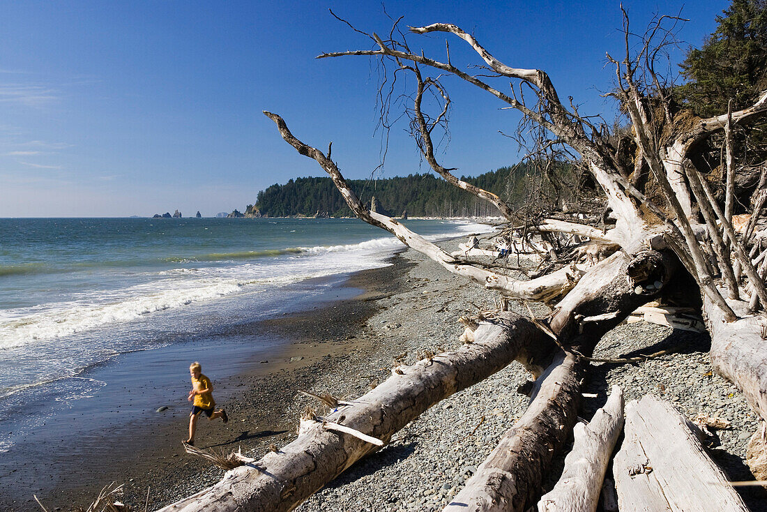 Treibholz am Strand im Sonnenlicht, Olympic Nationalpark, Washington, USA
