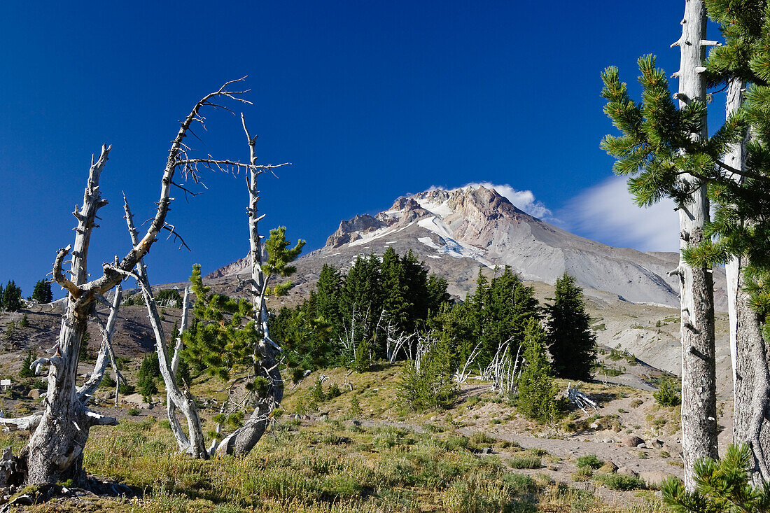 Der Berg Mount Hood unter blauem Himmel, Oregon, USA