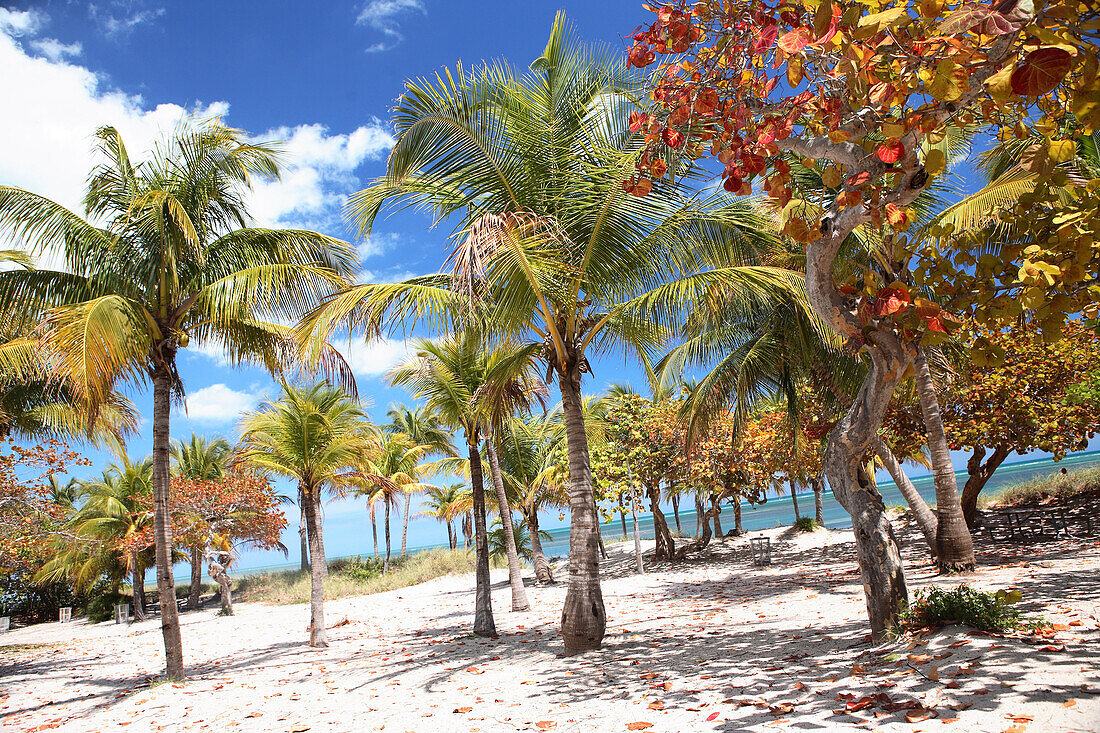 Palmen am Strand unter blauem Himmel, Crandon Park, Key Biscayne, Miami, Florida, USA