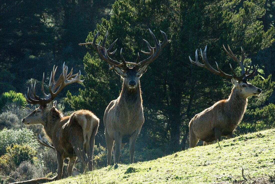 Drei Hirsche stehen vor Bäumen im Sonnenlicht, Nordinsel, Neuseeland, Ozeanien