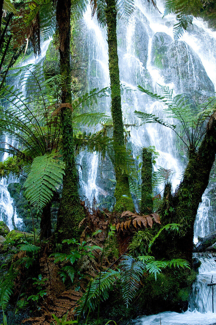 Blick auf die Bridal Vail Falls hinter Baumfarnen, Nordinsel, Neuseeland, Ozeanien