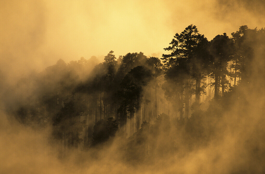 Ein Wald im Morgennebel im Shei-Pa Nationalpark, Taiwan, Asien