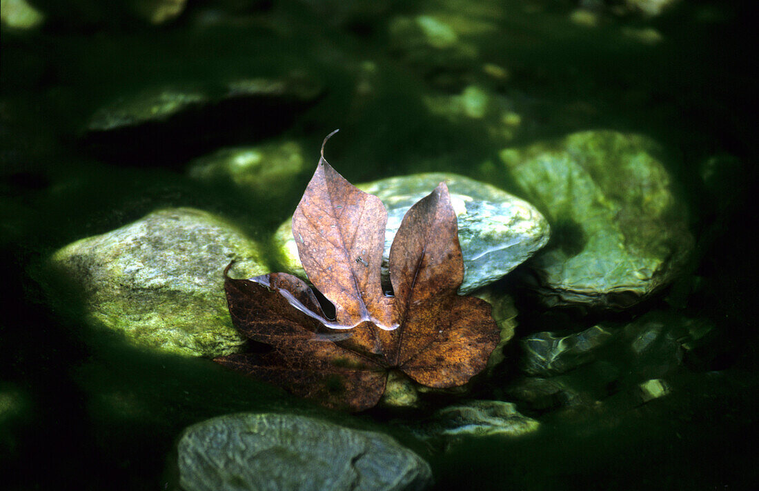 Ahornblatt im Fluss des Mystery Valley, Taroko Nationalpark, Taiwan, Asien