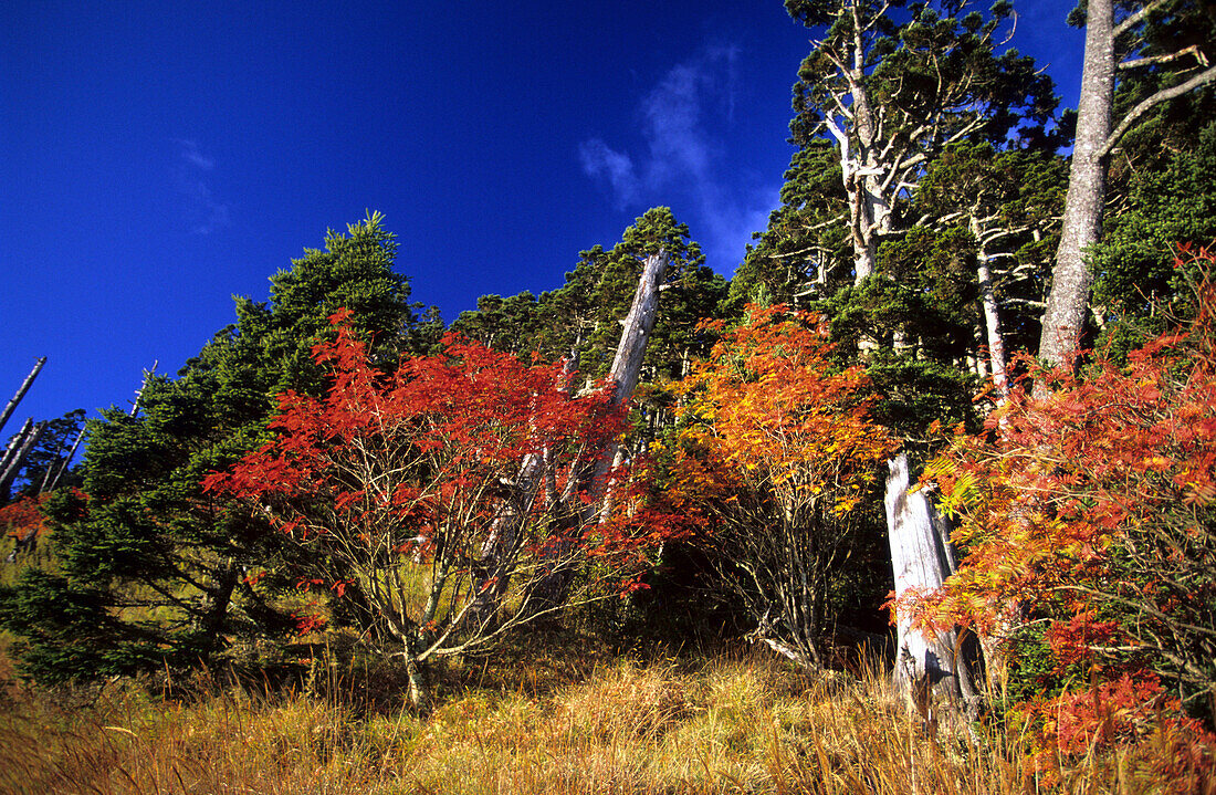 Mountain ash in autumnal colours under blue sky, Shei-Pa National Park, Taiwan, Asia